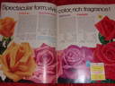 Summerwine rose photo