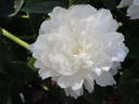 President Wilson peony photo