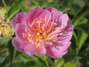 Lilac Times peony photo
