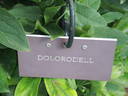 Dolorodell peony photo