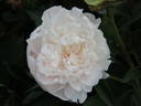 Dolorodell peony photo