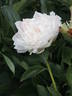 Dolorodell peony photo
