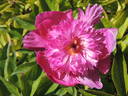 Feu d'Artifice peony photo