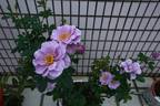 Murasaki no Sono rose photo