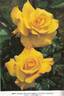 Heart of Gold rose photo