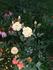 Brook Song rose photo