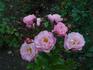 Mix 'n' Match™ rose photo