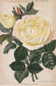 Madame Paul Marmy rose photo