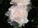 Dolorodell peony photo
