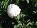Dolorodell peony photo