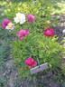 Tulagi peony photo