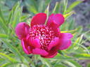 Tulagi peony photo
