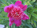 Tulagi peony photo
