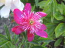 Tulagi peony photo