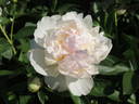Raspberry Sundae peony photo