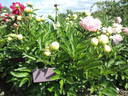 Susie Q peony photo