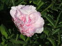 Susie Q peony photo