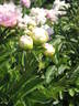 Susie Q peony photo