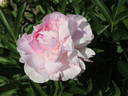Susie Q peony photo