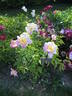 Tamate-Boku peony photo