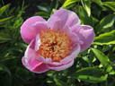Tamate-Boku peony photo