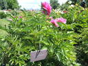 Lilac Times peony photo