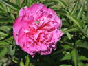 Lilac Times peony photo