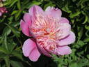 Lilac Times peony photo