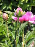 Lilac Times peony photo