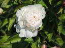 Marie Lemoine peony photo