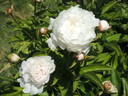 Marie Lemoine peony photo