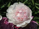 Monsieur Charles Lêveque peony photo