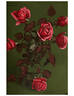 Helvetia rose photo