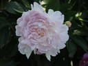 President Wilson peony photo
