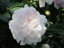 President Wilson peony photo