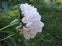 President Wilson peony photo