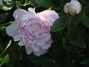 President Wilson peony photo