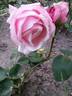Утро Москвы rose photo