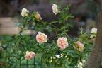Rose des Cisterciens rose photo