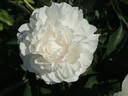 P. lactiflora 'Shirley Temple' peony photo