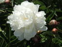 P. lactiflora 'Shirley Temple' peony photo