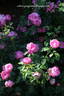 Corvedale rose photo