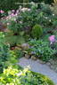 Corvedale rose photo