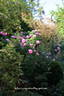 Corvedale rose photo
