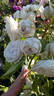 Griselis rose photo