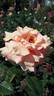 Paco Rabanne rose photo