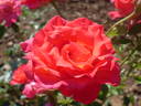 Johanna Villeneuve rose photo