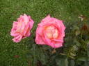 Johanna Villeneuve rose photo