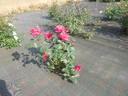 Johanna Villeneuve rose photo