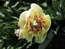 Border Charm peony photo